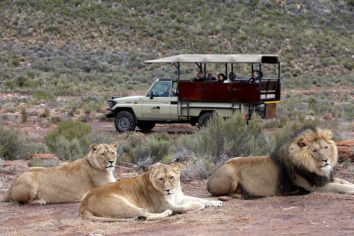 Aquila Big 5 Safari with Wine & Cheese Tasting from Cape Town