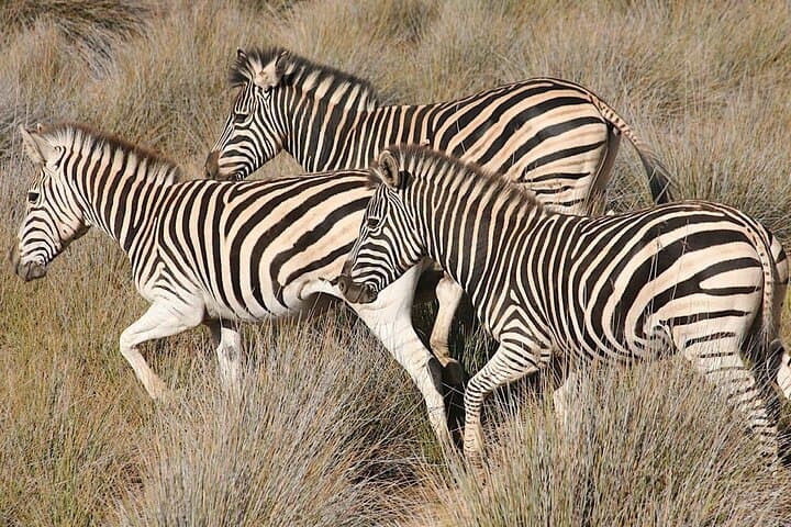 Aquila Big 5 Safari with Wine & Cheese Tasting from Cape Town
