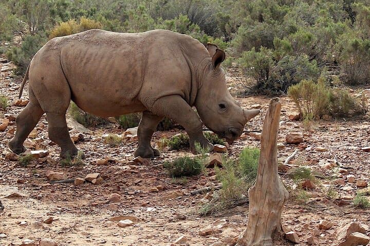 Aquila Big 5 Safari with Wine & Cheese Tasting from Cape Town