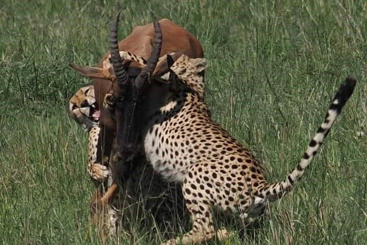 Nairobi Park Wildlife Safari