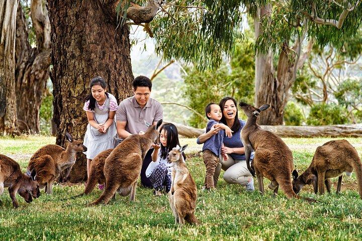 Full-Day Private Australian Wildlife Tour of Phillip Island