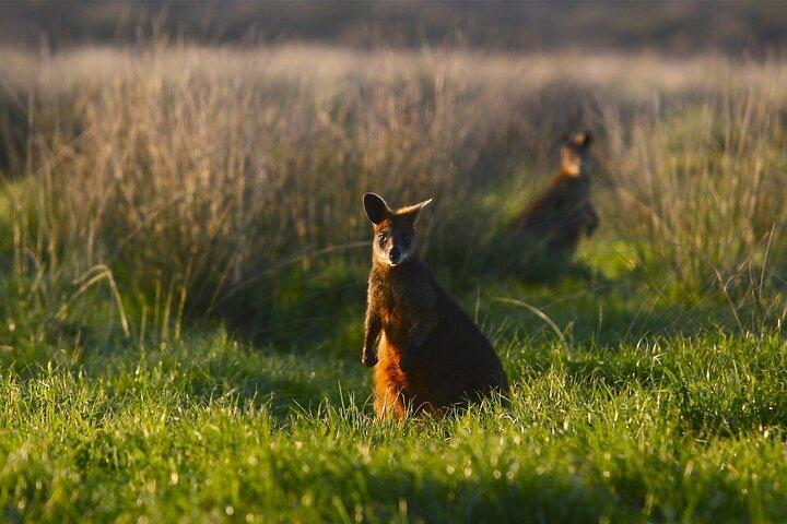 Full-Day Private Australian Wildlife Tour of Phillip Island