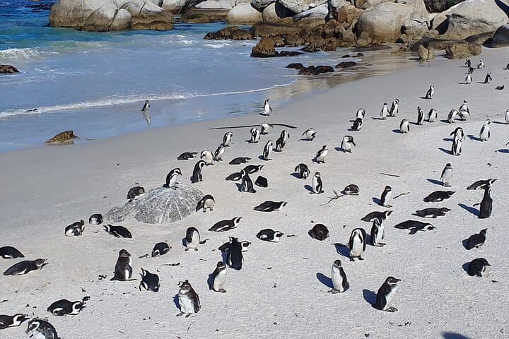 Cape of Good Hope & Penguins from Cape Town Full-Day Private Tour