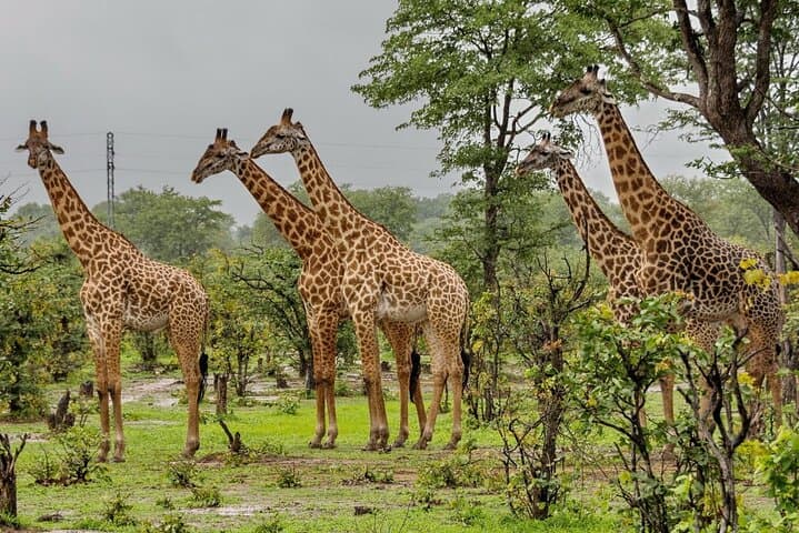 4 Day Garden Route Small Group Tour From CapeTown