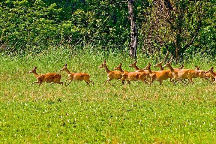 3 Nights 4 Days Chitwan National Park with Tower Night Stay