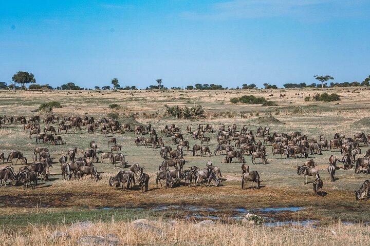 Wonders of Nature: 5-Day Tanzania Wildlife Safari Adventure