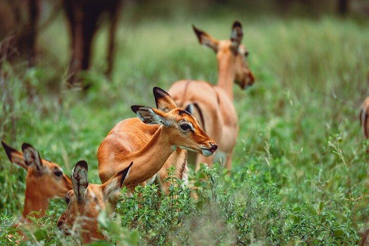 Wonders of Nature: 5-Day Tanzania Wildlife Safari Adventure
