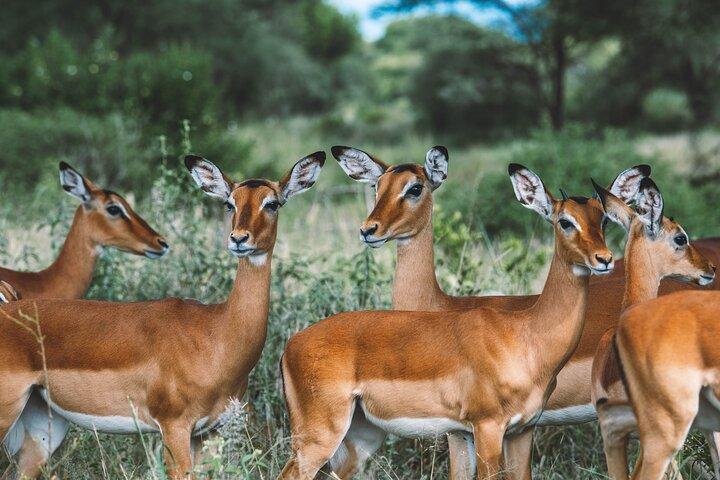 Wonders of Nature: 5-Day Tanzania Wildlife Safari Adventure