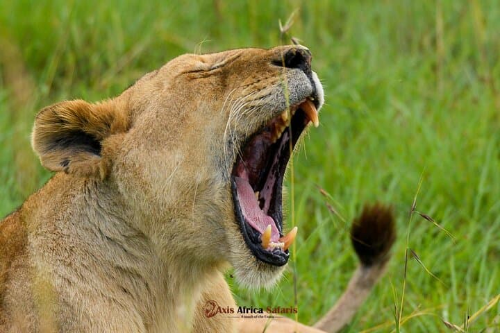 Wild 5-Day Safari: Magical Mara, Nakuru Wonders & Hell's Gate
