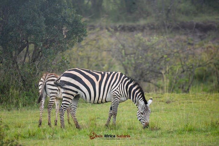 Wild 5-Day Safari: Magical Mara, Nakuru Wonders & Hell's Gate