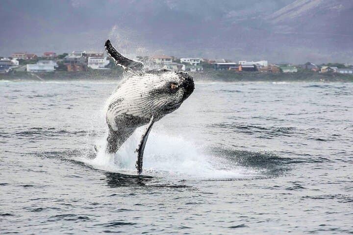Whale Watching Shared Boat Trip from Cape Town