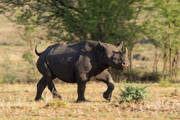 3 Days Northern Circuit Safari