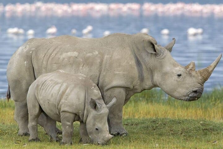 5 Day Garden Route Addo National Park and Botlierskop Game