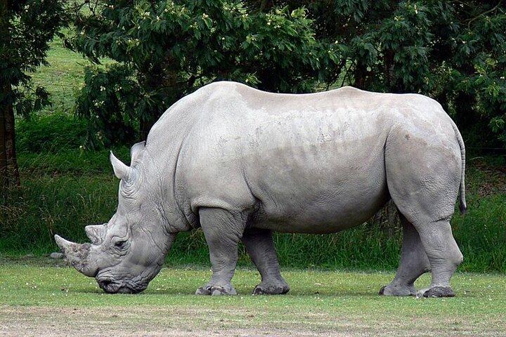 4 Day Kruger National Park Safari from Johannesburg & Pretoria