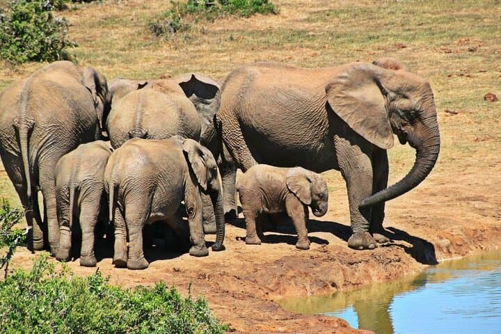 Cape Town: 4 Day Garden Route, Cango Caves & Botlierskop Game R