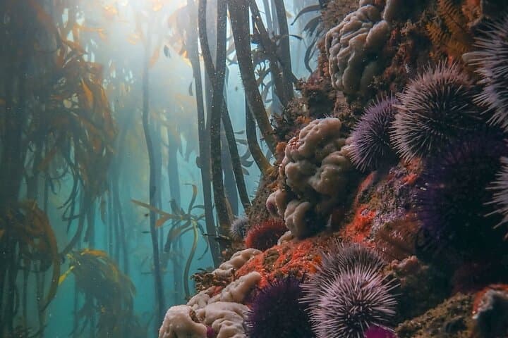 Kelp Forest Snorkeling in Cape Town