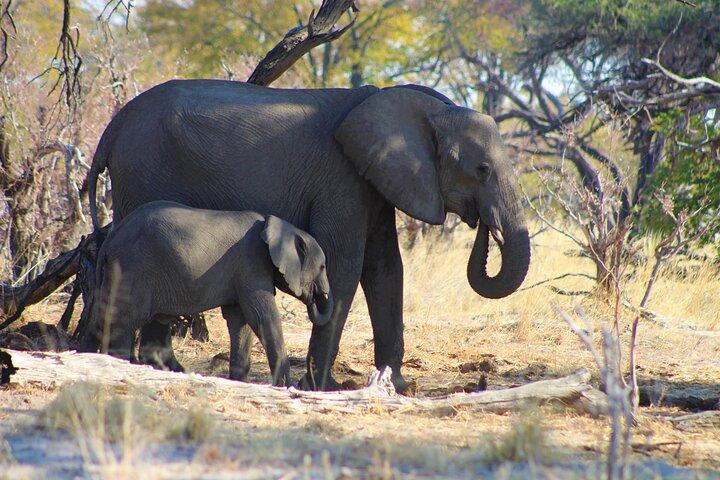 7-Day Okavango Delta & Moremi Safari from Maun – All-Inclusive
