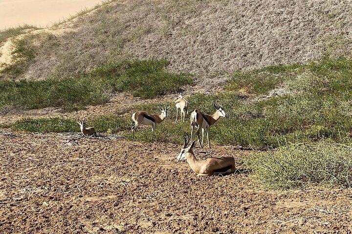 Sandwich Harbour 4WD Morning Half Day Guided Tour from Walvis Bay
