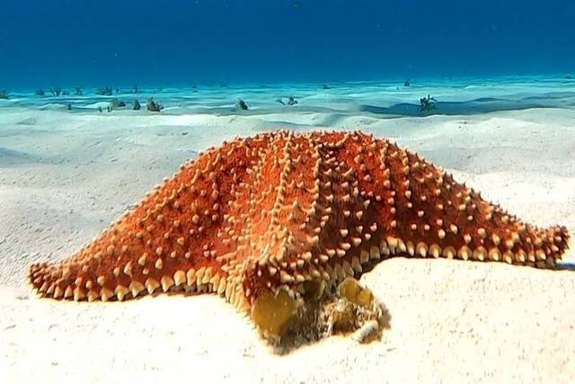Cozumel