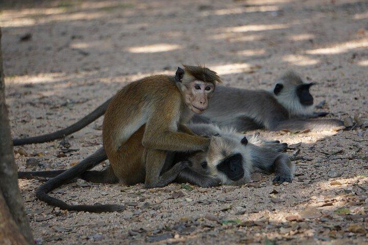 Glamping Safari Bordering Udawalawe National Park 2 days