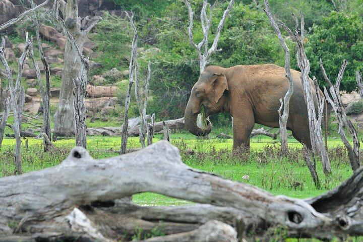 Glamping & Safari - Wilpattu National Park 1 night 2 days