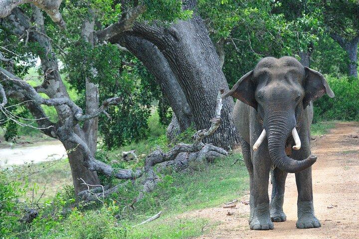 Romantic Glamping Safari Bordering Yala National Park 2- days