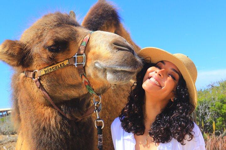 Combo Camel Beach Ride and UTV 4X4 Cabo Adventure, Tequila &