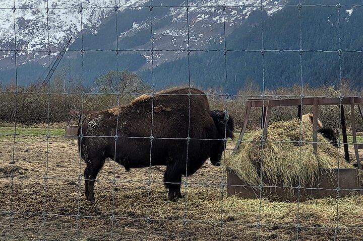 VIP Tour from Anchorage to Alaska Wildlife Conservation Center