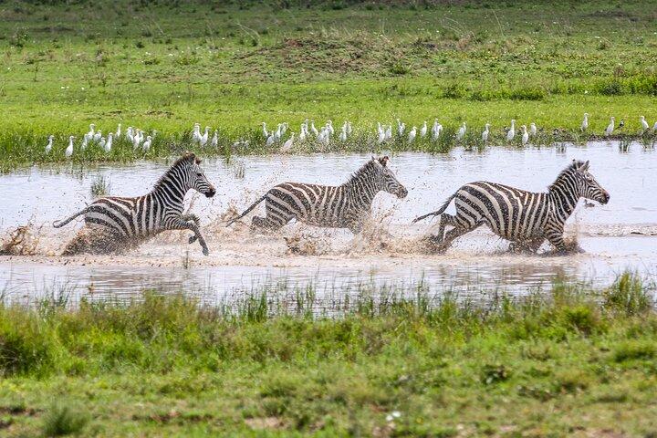 Private 5-Days Serengeti Trails with Kojuu Safaris
