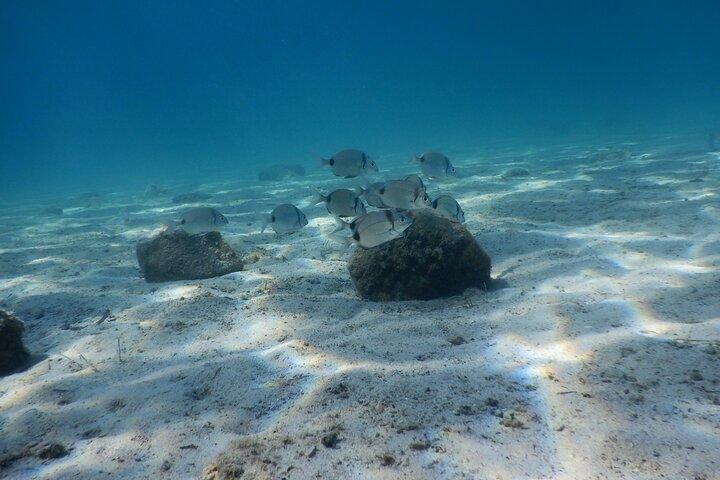 3 Hour Private Scuba Diving Experience