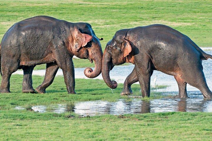Sri Lanka tour 8 Days with a private driver, hotels, and vehicle