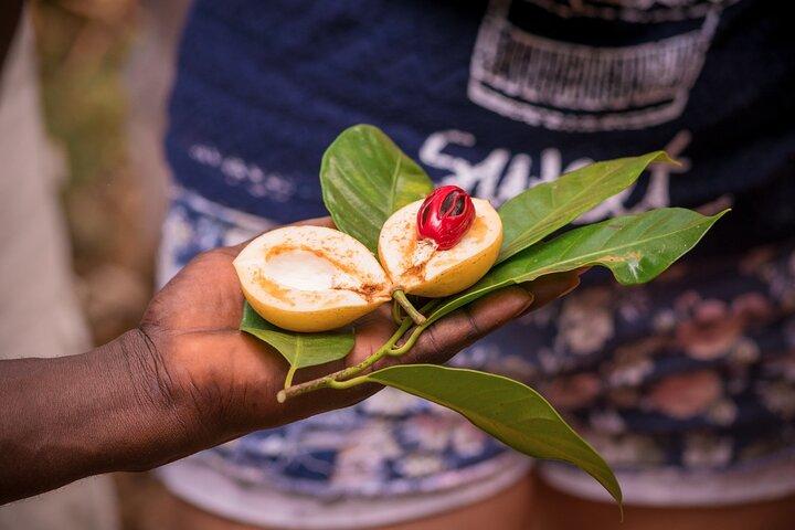 Zanzibar : Day Jozani Forest, Spice Farm, Nature and Savor Tour