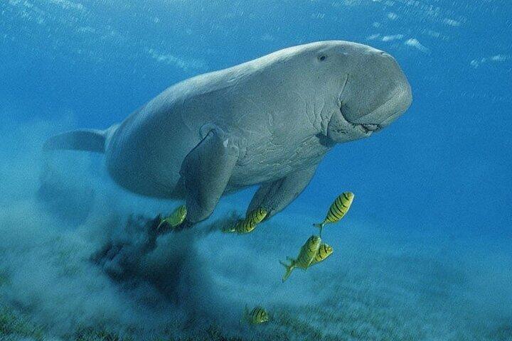 Marsa Mubarak Boat Trip with Turtles and Dugongs From Marsa Alam
