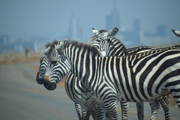 Nairobi National Park Daily Game drives with Land Cruiser JEEP.