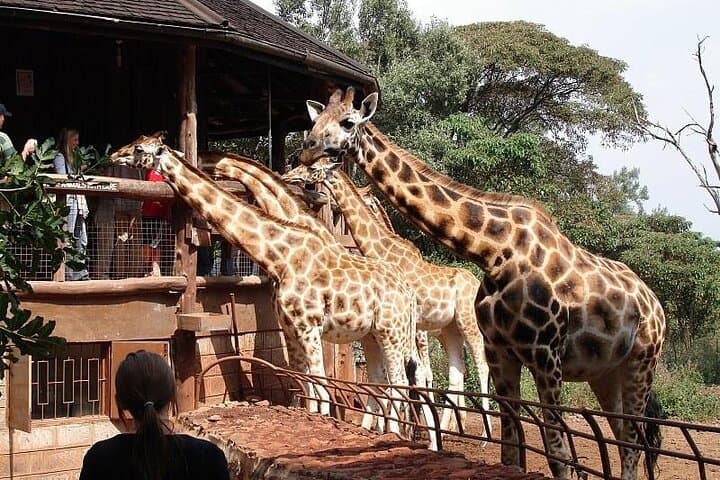Nairobi; Giraffe Center and Karen Blixen museum.