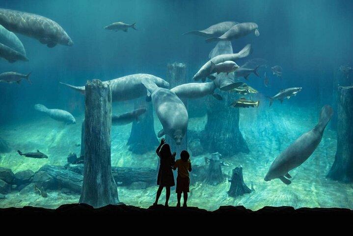 Singapore Zoo & River Wonder & Amazon River Quest & Transfer