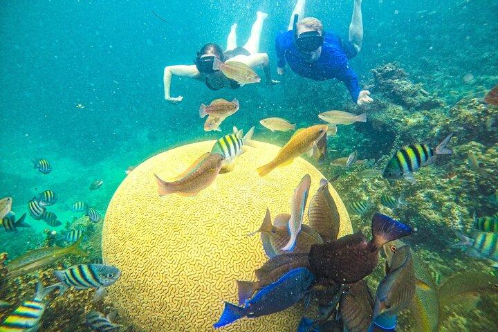 Snorkel Lovers for All Ages & Premium Seafood Lunch in Punta Cana