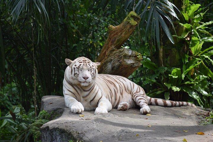 Singapore Zoo & Night Safari Day ( Tickets & Transfer )