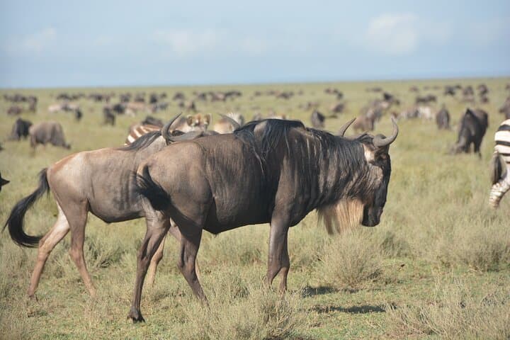 2 Days Tour From Zanzibar to Nyerere National Park (Selous GR)