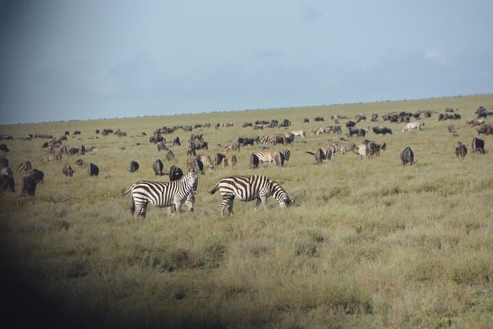 2 Days Tour From Zanzibar to Nyerere National Park (Selous GR)