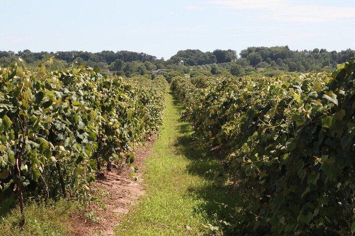 Guided Private Wine Tour through the Niagara Wine Trail