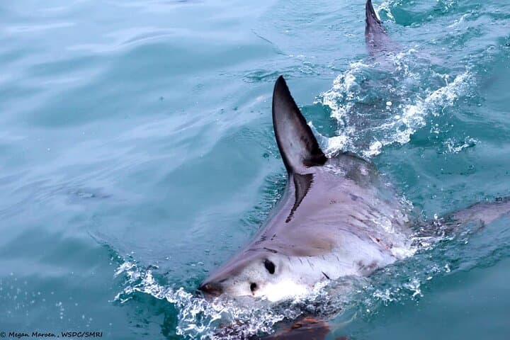 Shark Cage Diving and Whale Watching Combo Experience in Gansbaai
