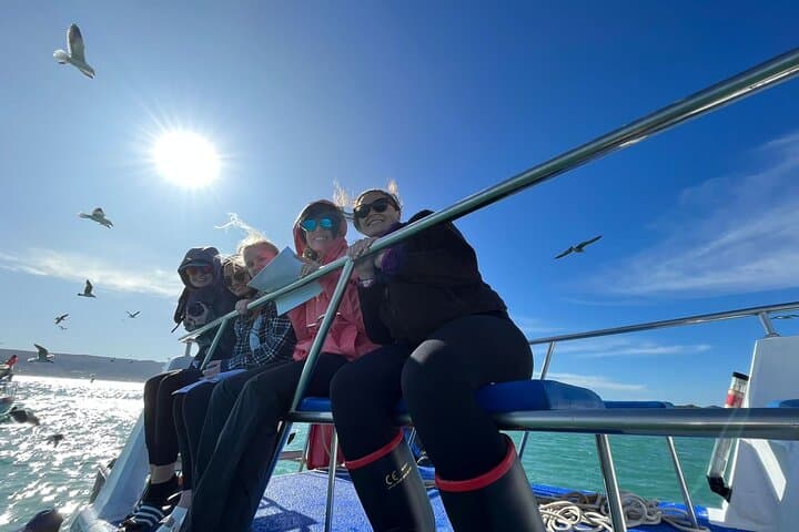 Shark Cage Diving and Whale Watching Combo Experience in Gansbaai