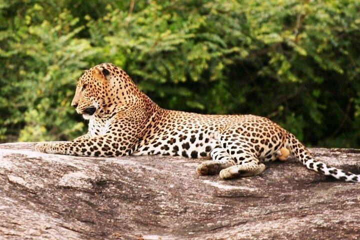 Day Excursions To Yala National Park Jeep Safari Form Galle