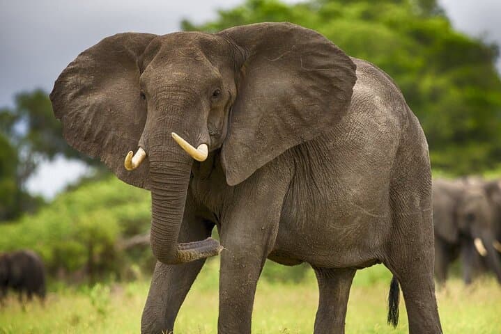 2 Days Tour From Zanzibar to Nyerere National Park (Selous GR)