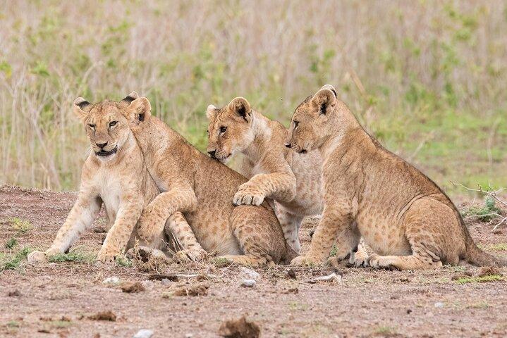 Nairobi Park Safari, Elephant Orphanage and Giraffe Centre Tour.