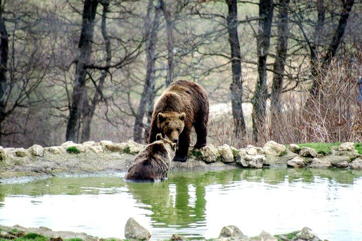 Bear Sanctuary and Bran Castle from Brasov
