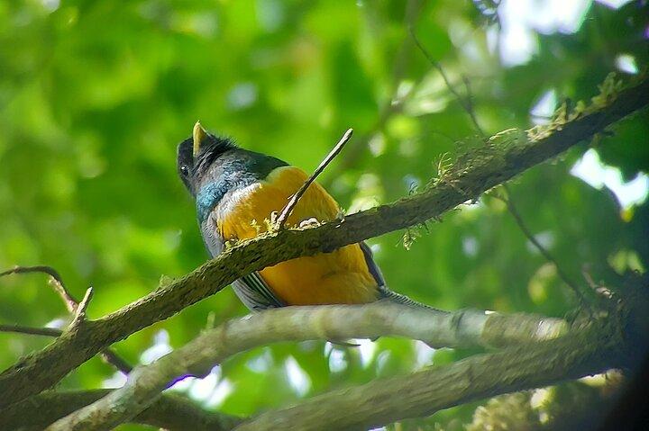 Monteverde Cloud Forest Guided Nature Walk with Local Naturalist
