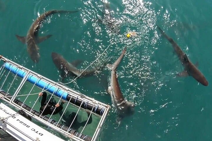 Shark Explorers