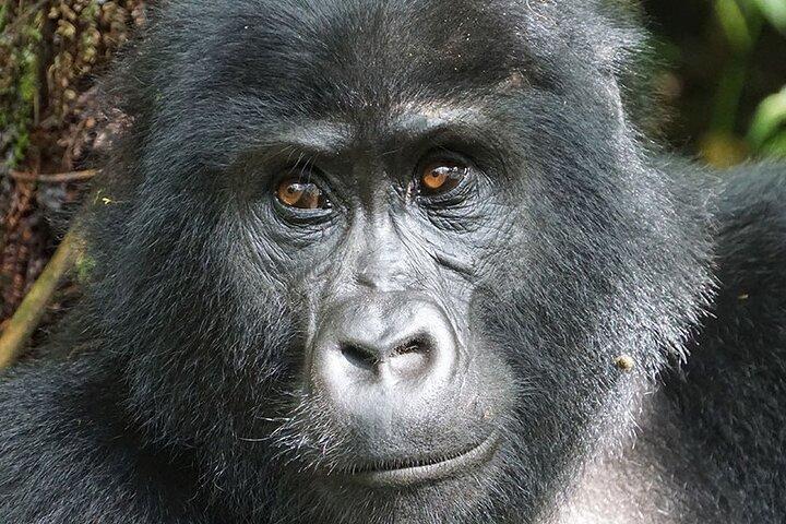 7-Day Uganda Gorillas and Chimpanzee Tracking Safari